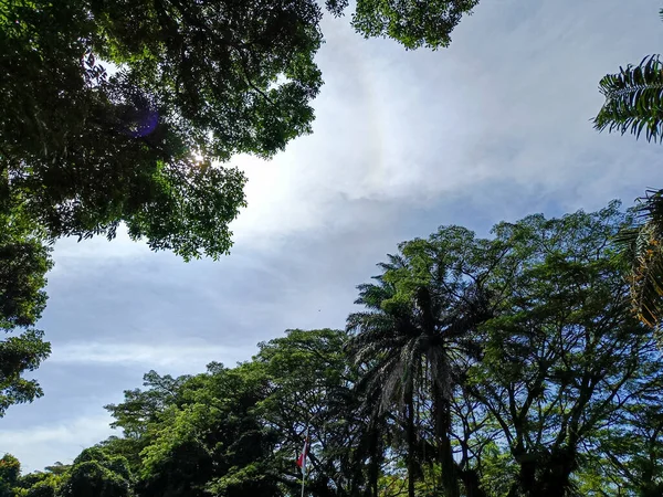 Beautiful nature panorama. Trees and blue clear sky