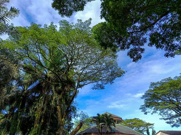 Beautiful nature panorama. Trees and blue clear sky