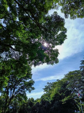 Beautiful nature panorama. Trees and blue clear sky