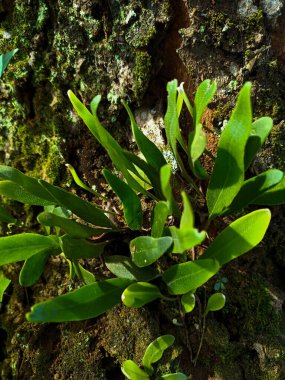 Leather-leaf fern growing on the tree.