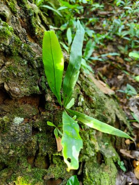 Leather-leaf fern growing on the tree.