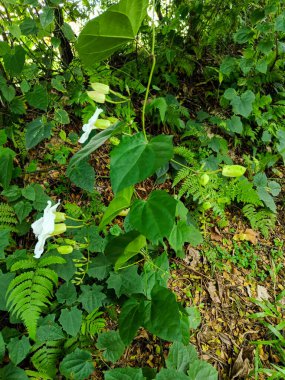 Thunbergia erecta flower blooming in the garden.