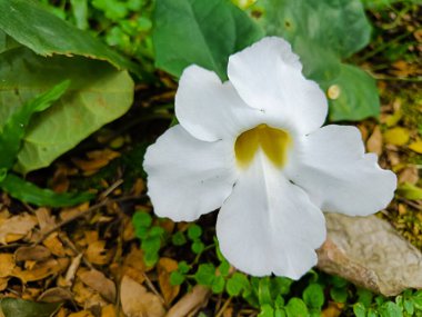 Thunbergia erecta flower blooming in the garden.