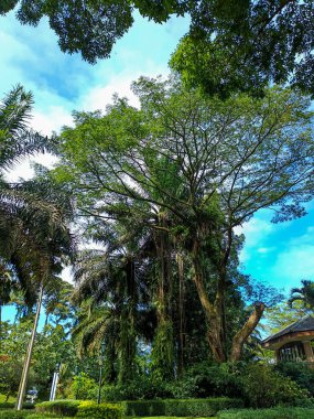 Beautiful nature panorama. Trees and blue clear sky
