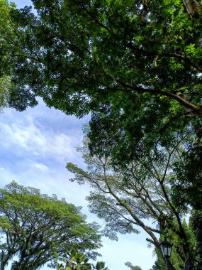 Beautiful nature panorama. Trees and blue clear sky