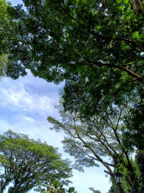 Beautiful nature panorama. Trees and blue clear sky