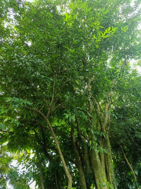 Beautiful nature panorama. Trees and blue clear sky