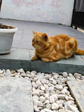 Cute orange cat in front of the terrace