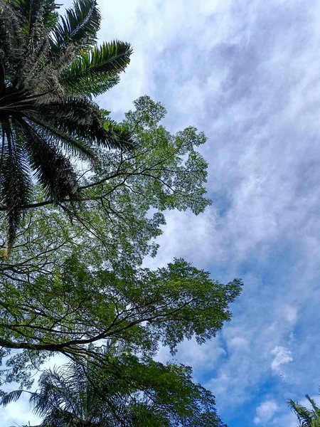 Beautiful nature panorama. Trees and blue clear sky