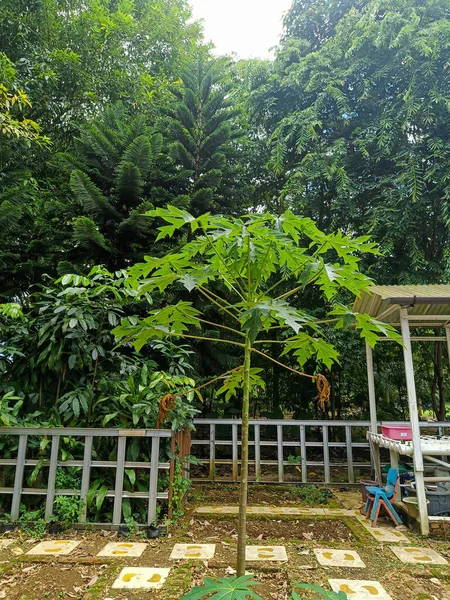 Papaya plant growing in the garden. No people