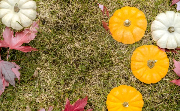 Ripe colorful orange pumpkins with white pumpkins on the green grass field with fallen autumn leaves. Country scene for thanksgiving or Halloween