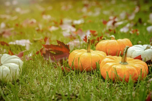 五彩缤纷的橙色南瓜 白色南瓜在秋天落叶的绿色草地上 感恩节或万圣节的国家场景 免版税图库图片
