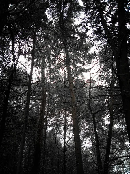 Floresta Ramo Fundo Com Nevoeiro Sensação Mística — Fotografia de Stock