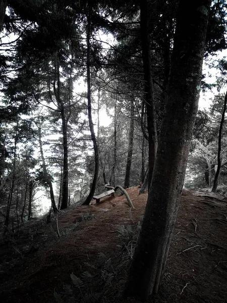 Çam Ormanı Arka Planı Altında Mistik Nüansla Boş Bir Bank — Stok fotoğraf