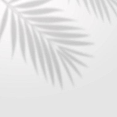 basit palmiye gölgesi modern beyaz arkaplan