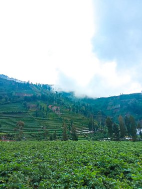 Wonosobo, Orta Cava 'daki Dieng platosunda patates tarlası.