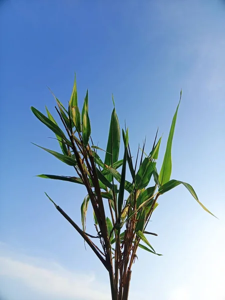 Groene Bamboe Boom Natuur Achtergrond — Stockfoto