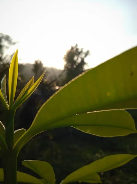 Morgen Vibes Tropischen Grünen Blättern Hintergrund — Stockfoto