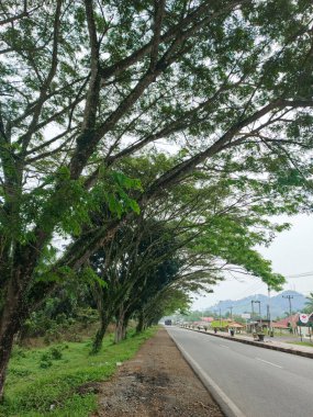 Gökyüzü ve yapraklar duvar kağıdı