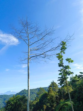 Ölü ağaçlar ve gökyüzü