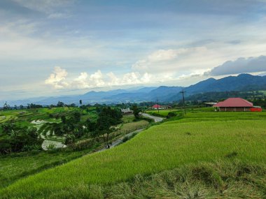Dünyanın en güzel yeşil pirinç tarlaları Nagari Tuo Pariangan, Endonezya 'da ölümsüzleştirildi.