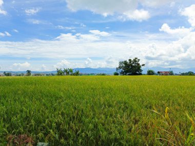 Pirinç tarlalarının güzel manzarası gün boyunca sararır.