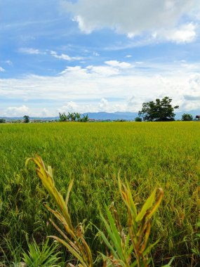Pirinç tarlalarının güzel manzarası gün boyunca sararır.