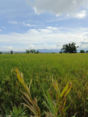 Pirinç tarlalarının güzel manzarası gün boyunca sararır.