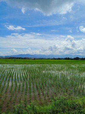 Manzara Ricefield ve Endonezya 'daki mavi gökyüzü, gün boyunca güneş pirinç tarlalarının güzel manzarasıyla sıcak olur.