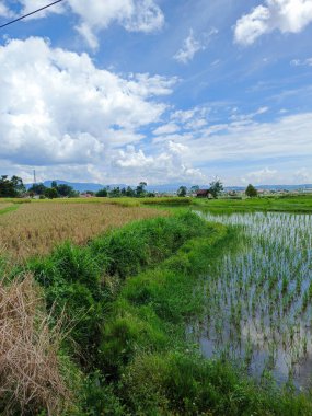Manzara Ricefield ve Endonezya 'daki mavi gökyüzü, gün boyunca güneş pirinç tarlalarının güzel manzarasıyla sıcak olur.