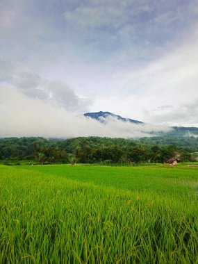 Güzel manzara manzaralı yeşil pirinç tarlası ve sabah dağları.