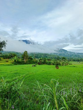 Güzel manzara manzaralı yeşil pirinç tarlası ve sabah dağları.