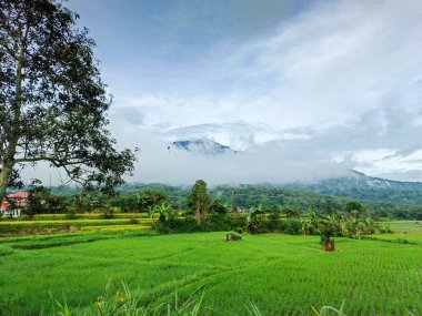 Güzel manzara manzaralı yeşil pirinç tarlası ve sabah dağları.