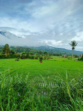 Beautiful lanscape view green rice field with mountain in the morning clipart