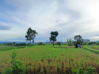 Dağlı ve bulutlu yeşil pirinç tarlalarının güzel manzarası