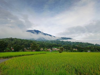 Beautiful view of green rice fields with mountains and clouds in the morning clipart