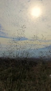 Tepenin üzerinden yükselen güneşin atmosferiyle sabah yeşil çimenler sallanıyor