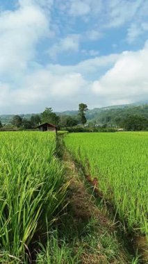 Yeşil pirinç tarlalarının görüntüleri