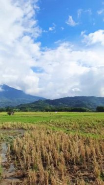 Yeşil pirinç tarlalarının ve mavi gökyüzünün doğal görüntüleri.