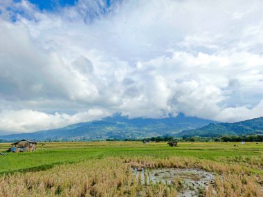 Dağlı sarı pirinç tarlalarının güzel manzarası