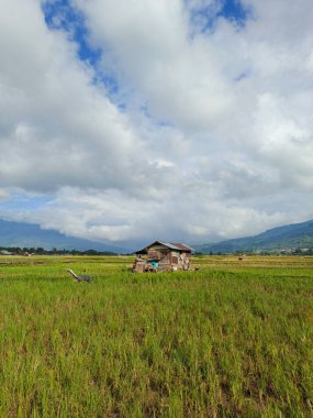 Tarım alanlarının ortasındaki kır evi manzarası