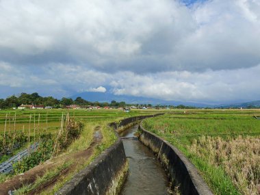 river irrigation for rice fields clipart