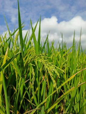 Tarlalardaki pirinç ve yeşil otların görüntülerini kapatın.