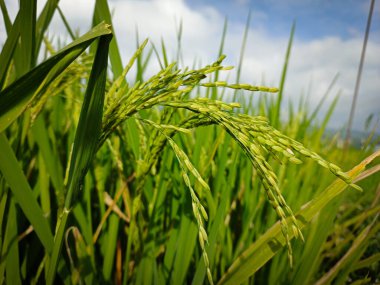 Tarlalardaki pirinç ve yeşil otların görüntülerini kapatın.