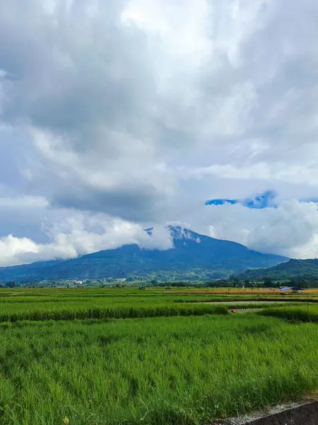 stock image Beautiful view of green rice fields with mountains and clouds blue sky