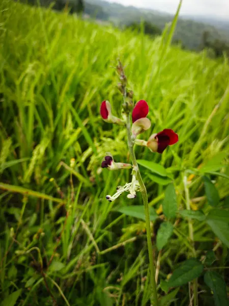 stock image Close up photo red flowers in garden