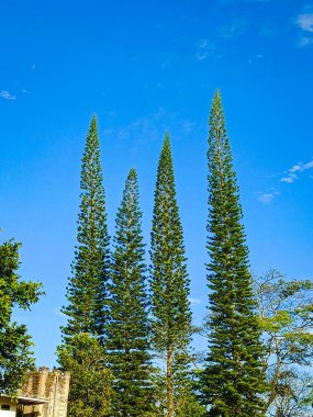 Bahçedeki çam ağaçları