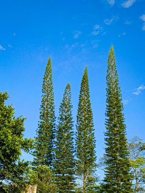 Bahçedeki çam ağaçları