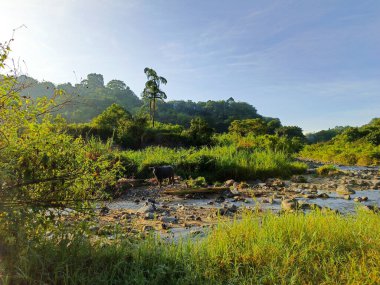 Kayalık nehir ve mavi gökyüzü uçurumlarıyla gün doğumu doğal bir arka plan olarak.