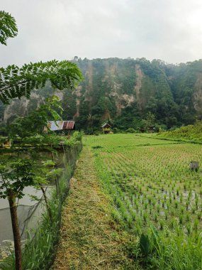 path in the middle of rice fields clipart